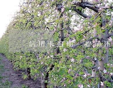 信用卡逾期 提前还房贷